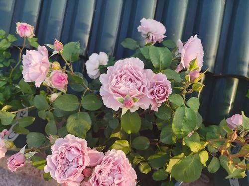 婆婆别的花不爱,只养月季花,精挑细选了5个品种,个顶个的经典