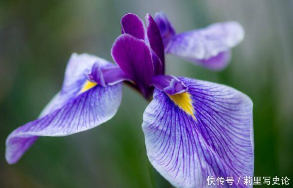 4种花美不胜收,花开媲美玫瑰,花朵姿态万千