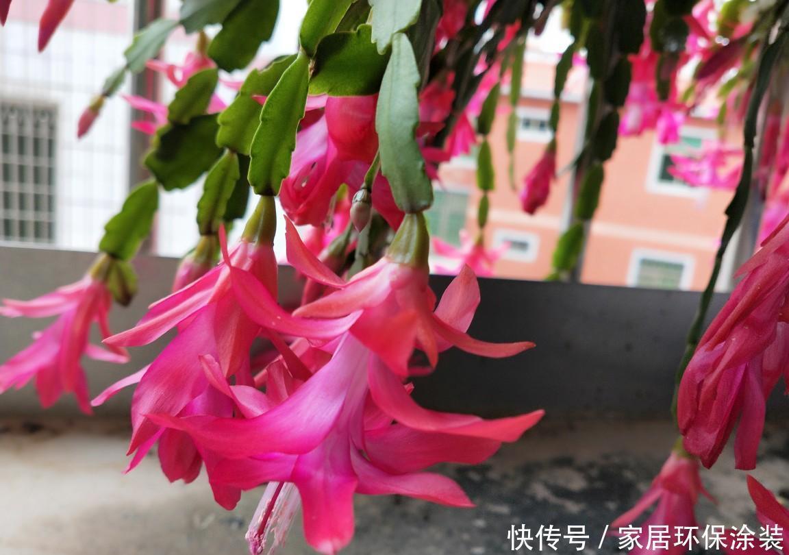 栽种|蟹爪兰侧芽多开花满盆，是因为加了这个，这是绝招