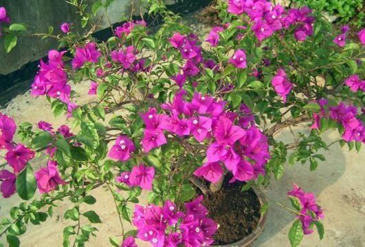 养三角梅就用“它”,砸一砸,盆里扔“2块”,枝繁叶茂,花爆盆