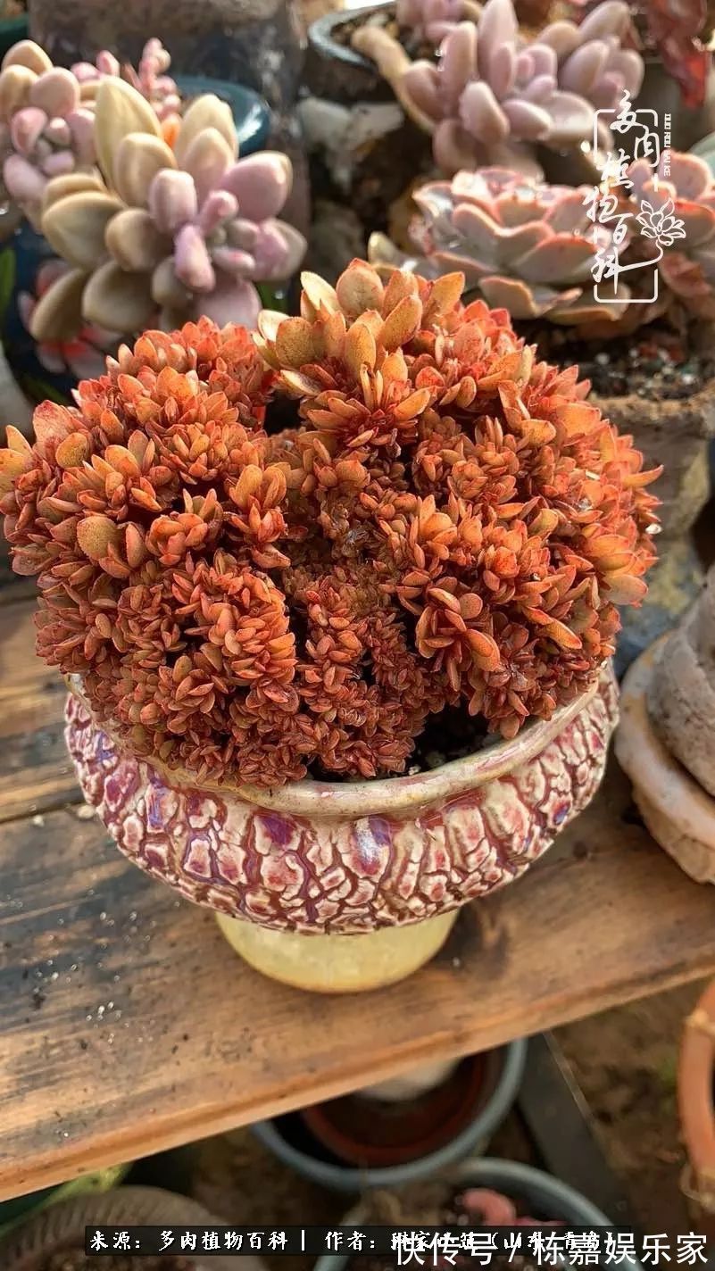 大棚|多肉住进暖棚,坦然越冬,放肆浇水,这个冬天有点甜!