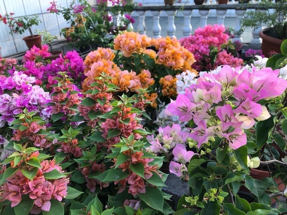 浇花|用磷酸二氢钾水浇花时该注意哪些“忌讳”，适用于什么花草