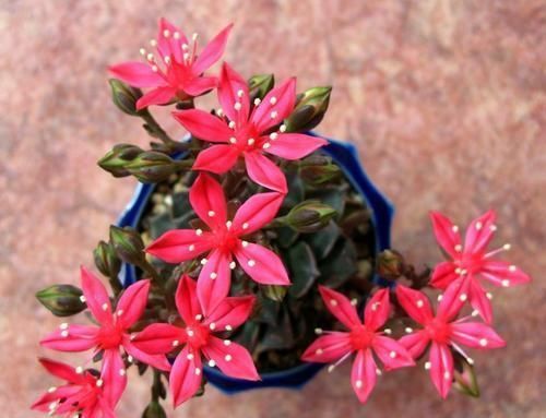 此款多肉植物,冷门不受欢迎,看过它开花才后悔,原来是花仙子