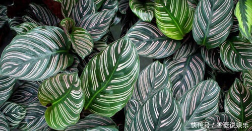 5种盆栽花卉,年前尽量别买,脆弱不好养,一般家庭养不活!