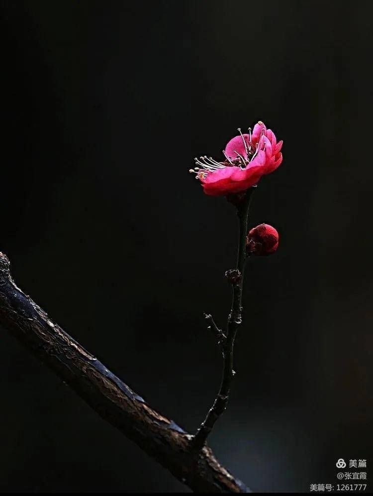 红梅赞|寒冬里的那抹亮色：趵突泉的梅花开了