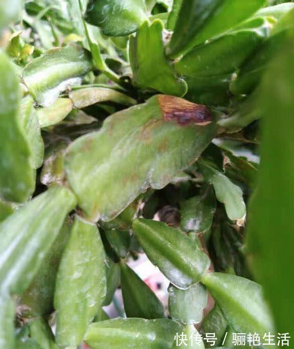 河沙|秋季蟹爪兰根茎腐烂开花少教你“2法”，蟹爪兰一年最少开花3次