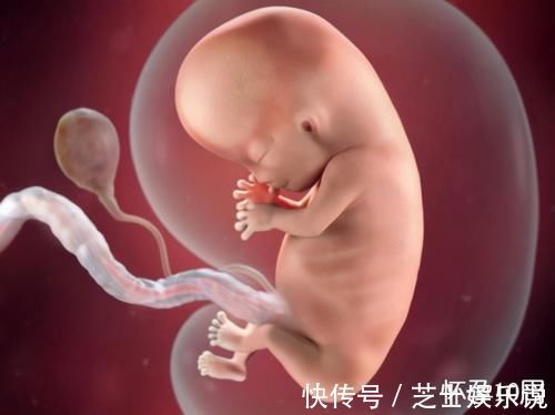 发育|胎儿在母体是如何长大的？一组图告诉你，不同阶段宝宝的发育过程