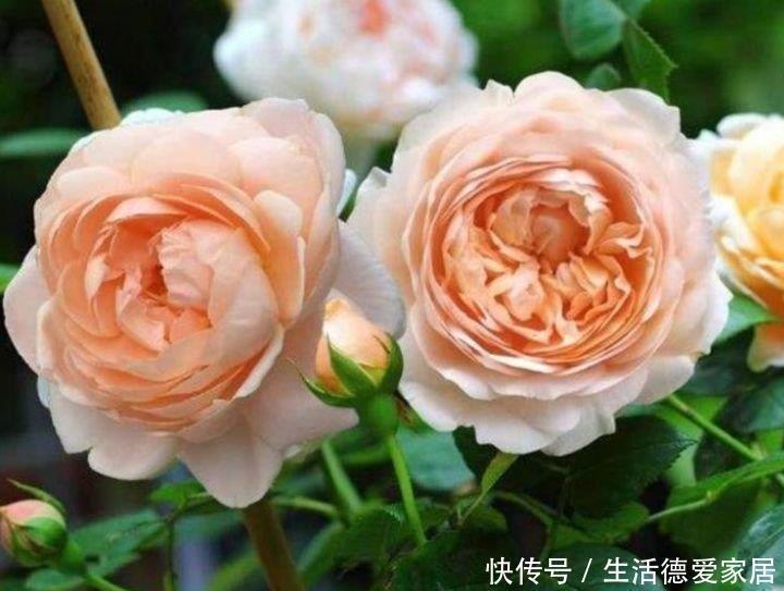 阳台养这几朵花,花开不断,开花幽香暗淡,花型圆滚惹人爱