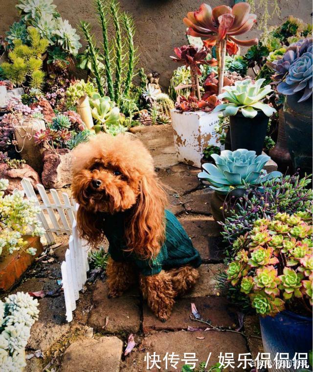 他痴迷养多肉,将500多盆多肉养出“高级感”,大家都夸美如仙境