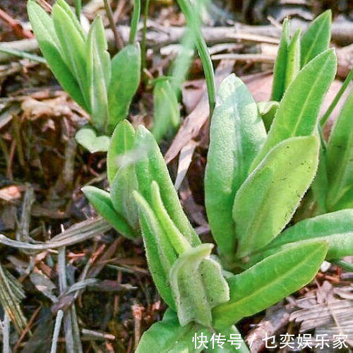 鲜美|农村田间地头常见6种野菜，鲜美可口，营养丰富，谁吃谁“长寿”