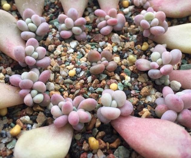 栽培多肉植物的盆器那么多,该如何选择,才能使多肉植物长得好