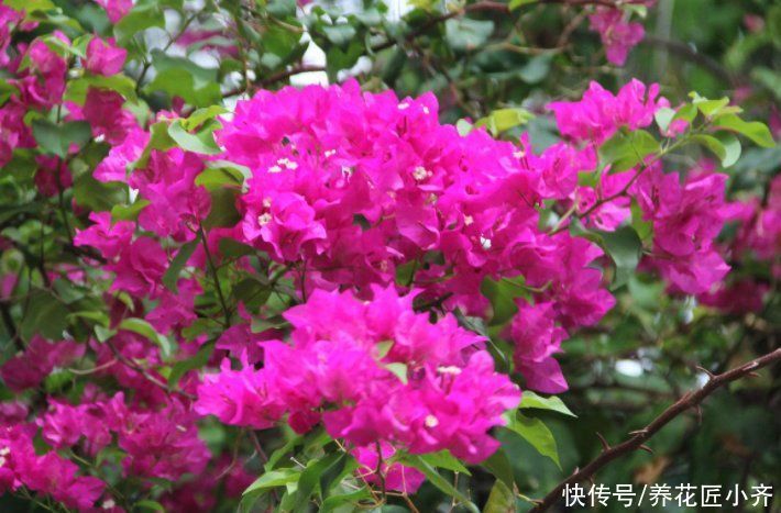 三角梅出室不能早，否则花芽全落掉，做好3步，室内开成“花球”