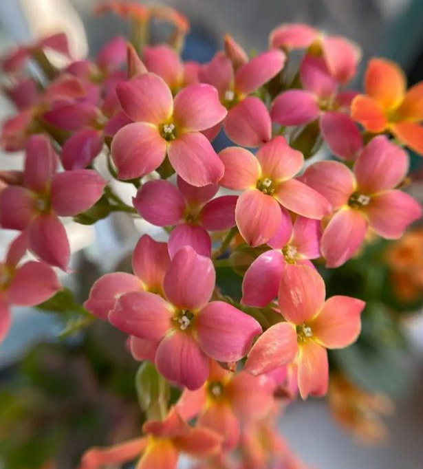 品种|75个长寿花品种，一个比一个美，一起来认识一下吧！