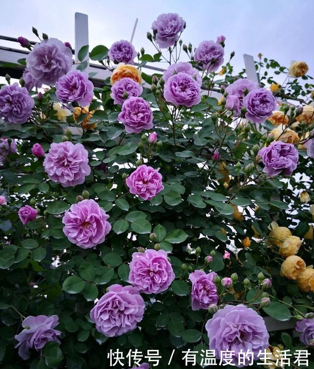 此款藤本花卉，全年都开花，可打造花墙，好看又好养，阳台也能种！