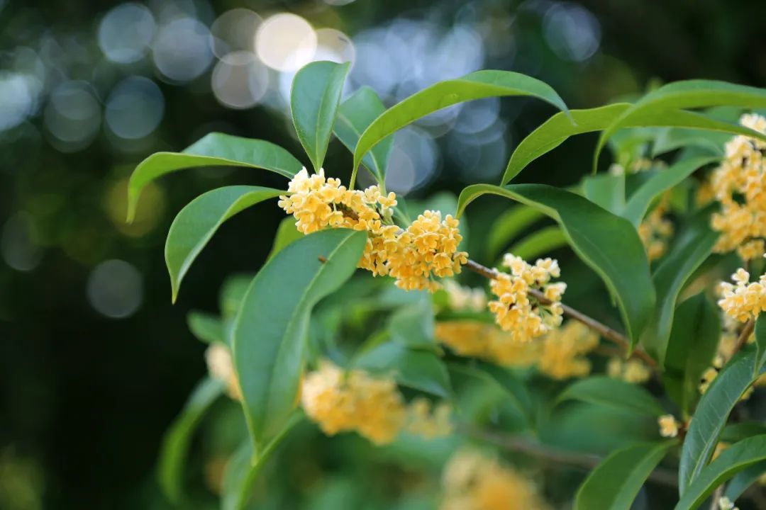 上海植物园$图说│今日秋分，申城“秋老虎”复出发威，“晴热晒”模式重启