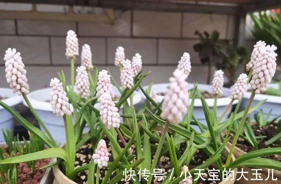 记录一下我养过的花,1000多盆都有啥