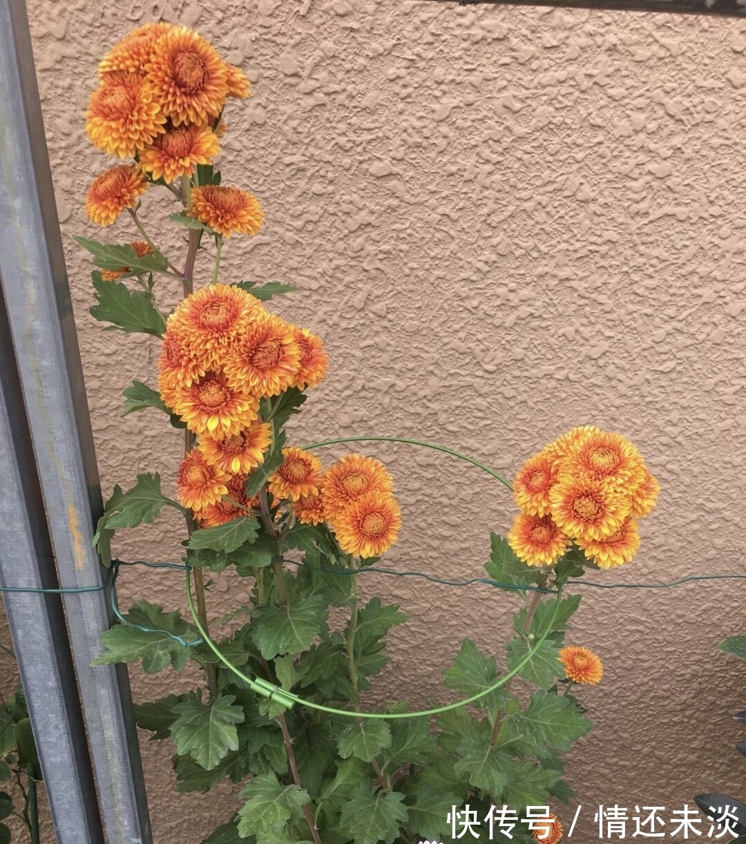 菊花上千种,石头最喜欢1种,花苞像“乒乓球”,1年开两次