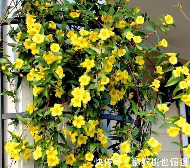 香雪兰|鲜花家里放,花旺“人不旺”,养花4个坑,人不健康,家不旺