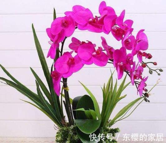 促进|室内植物,喷洒磷酸二氢钾可以促进开花么,这种做法不科学