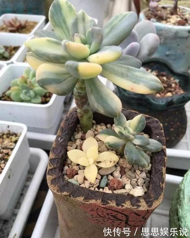多肉植物速成老桩秘籍盆栽管理''狠一点'',想成功很简单