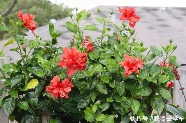 11种能在室内开大红色花朵的植物,养成盆栽后反而更好打理!