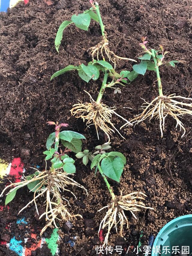 成活率|4种漂亮花,5月快扦插,20天生根,残枝别浪费