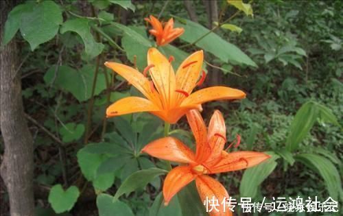 桫椤树|游山玩水碰上这4种花树，离远点不能挖，它们很珍贵