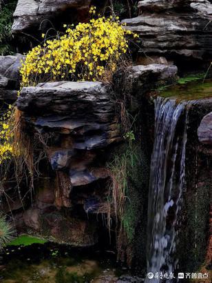 闽侯县|就地过年春在身边｜济南趵突泉春意浓，迎春花开泉水淙淙