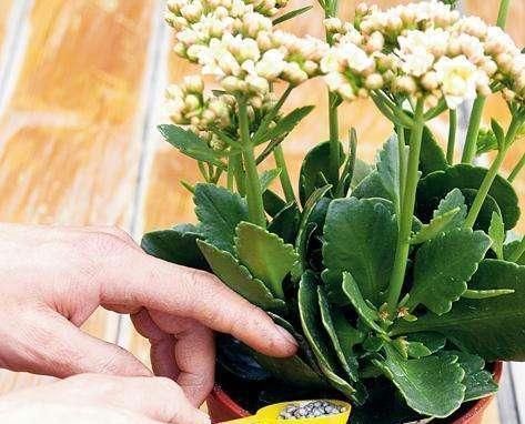 根部|花快死了别着急仍，学会这几种方法，能让植物起死回生，各个爆盆