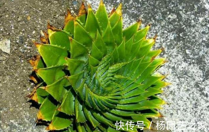 逆袭|螺旋芦荟的逆袭：幼苗人人买得起，养5年身价抵白领半年工资