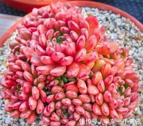 8种多肉很普通,只要多见太阳,个个变成红颜色,人见人爱!
