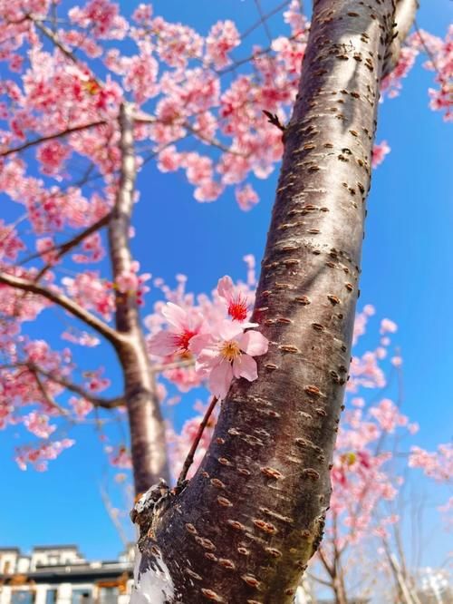 中年|丽水出现“樱花大道”,就在市区好溪路,赶紧出发去打卡