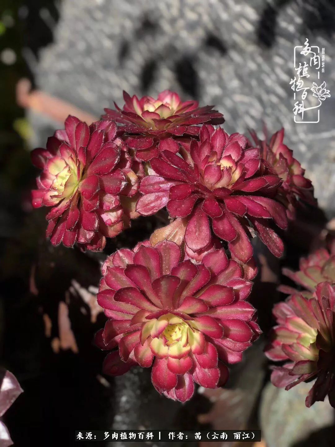 一年四季不同景，一院多肉陪我后半生！