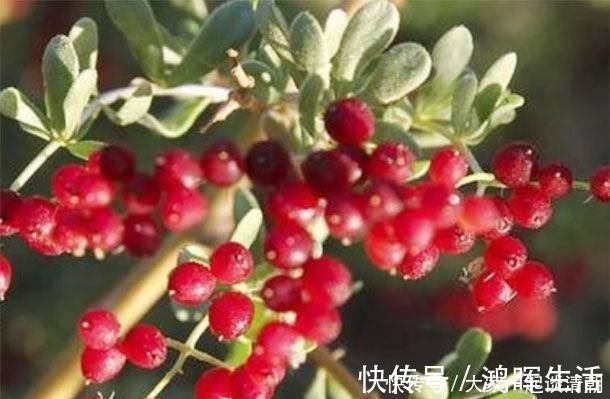 食物|长寿还是短命,全凭一张“嘴”中年人想长寿,4种食物要多吃