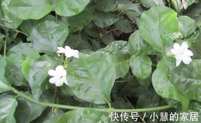 茉莉养殖注意事项，于北方盆栽，更值得多加小心