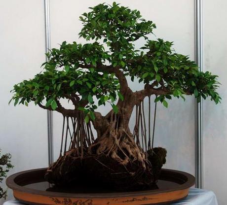 镇宅树|2种“镇宅树”,新年养1盆,“财运”越来越旺,观赏价值还高!