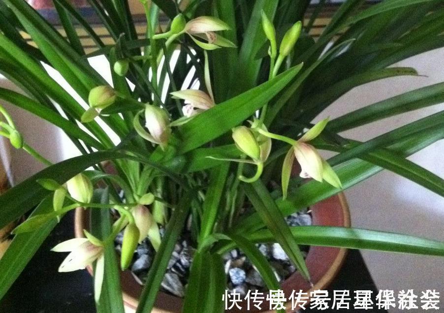 花蕾|夏季入手兰花盆栽选春兰，这么干，7月高温天照样花开不停