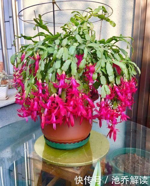 十种防辐射的绿植,装点家居好帮手,还能净化空气防辐射