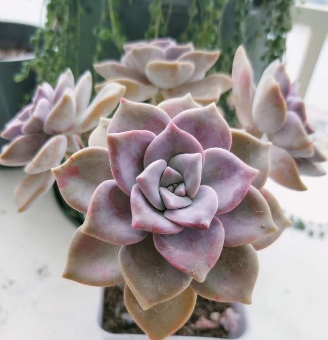 紫乐多肉不一般,颜色漂亮又好养,冬天打理好了还能变成老桩