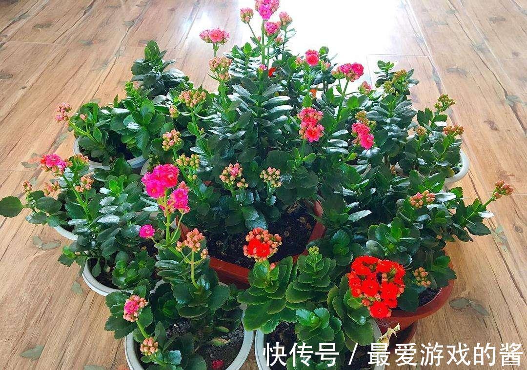 10大吉祥花,好养又高档,家里养一盆,有花有果招财又旺家