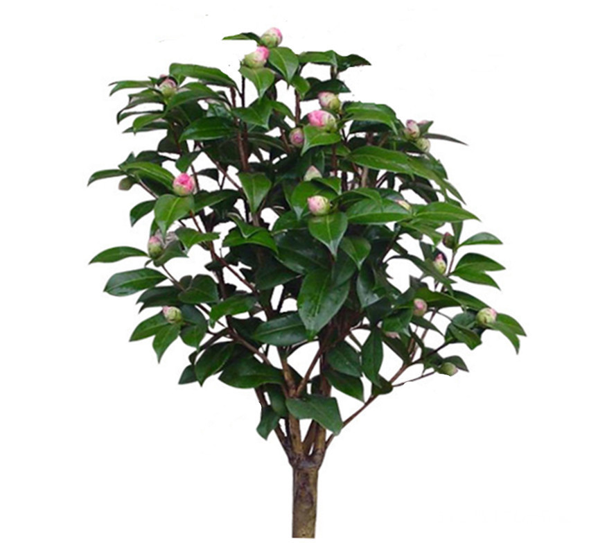 养茶花要了解最关键的四忌，如不在意，叶子很快就掉没