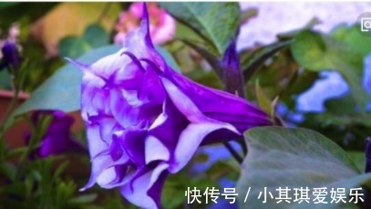 蒙汗药|古代绿林蒙汗药,闻后长睡不起(曼陀罗花制成的迷情药)