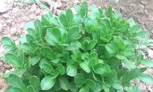 红甜菜|10种可家庭种植的优质养生野菜