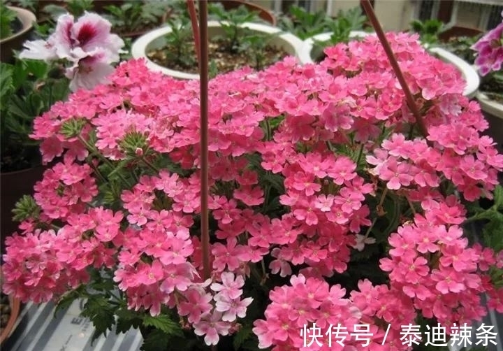 防盗窗养这5盆花,开花多、花期长,邻居看了都眼红