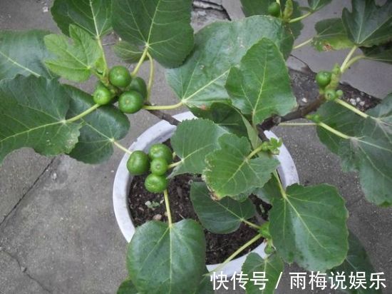 阳台|最适合阳台种植的5种盆栽水果,结果多、好养活,健康又美味!