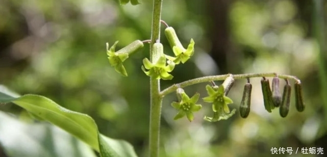 常吃|农村常吃的野生植物,只有几片叶子,有钱人都爱的不行!