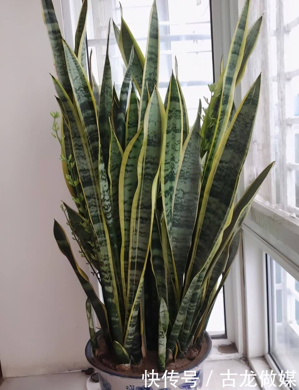 根系|养花要谨记,5种情况下,不能乱施肥,浇一盆枯萎一盆