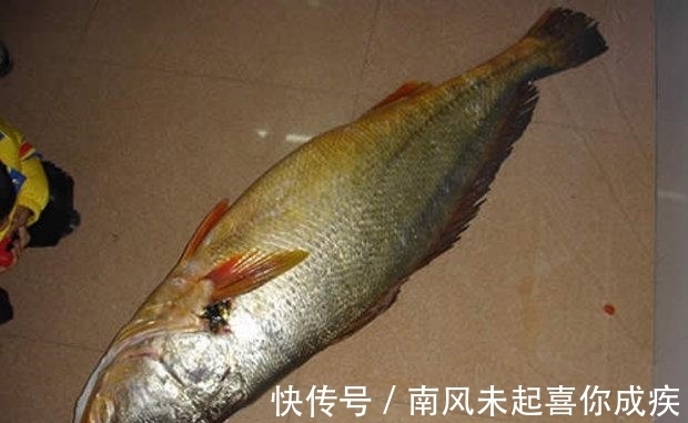 据说这是最贵的鱼,一条能抵一栋别墅,光是吃的就要300万!
