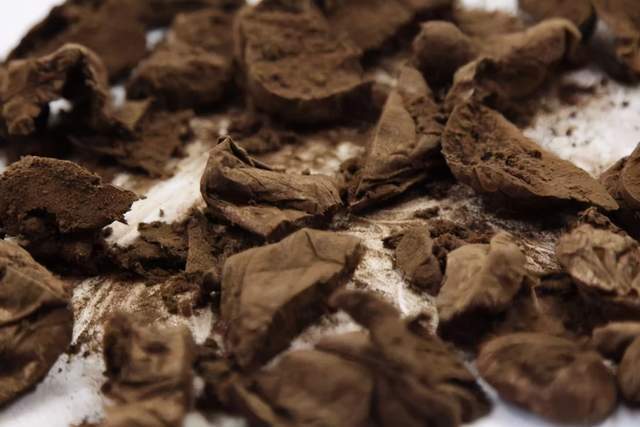 饮片新参|林间“马粪包”是个宝,能吃又可入药,看看到底有何价值