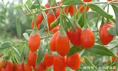 让人倒下的不是病,是愚昧无知,喝枸杞子的禁忌,了解下吧